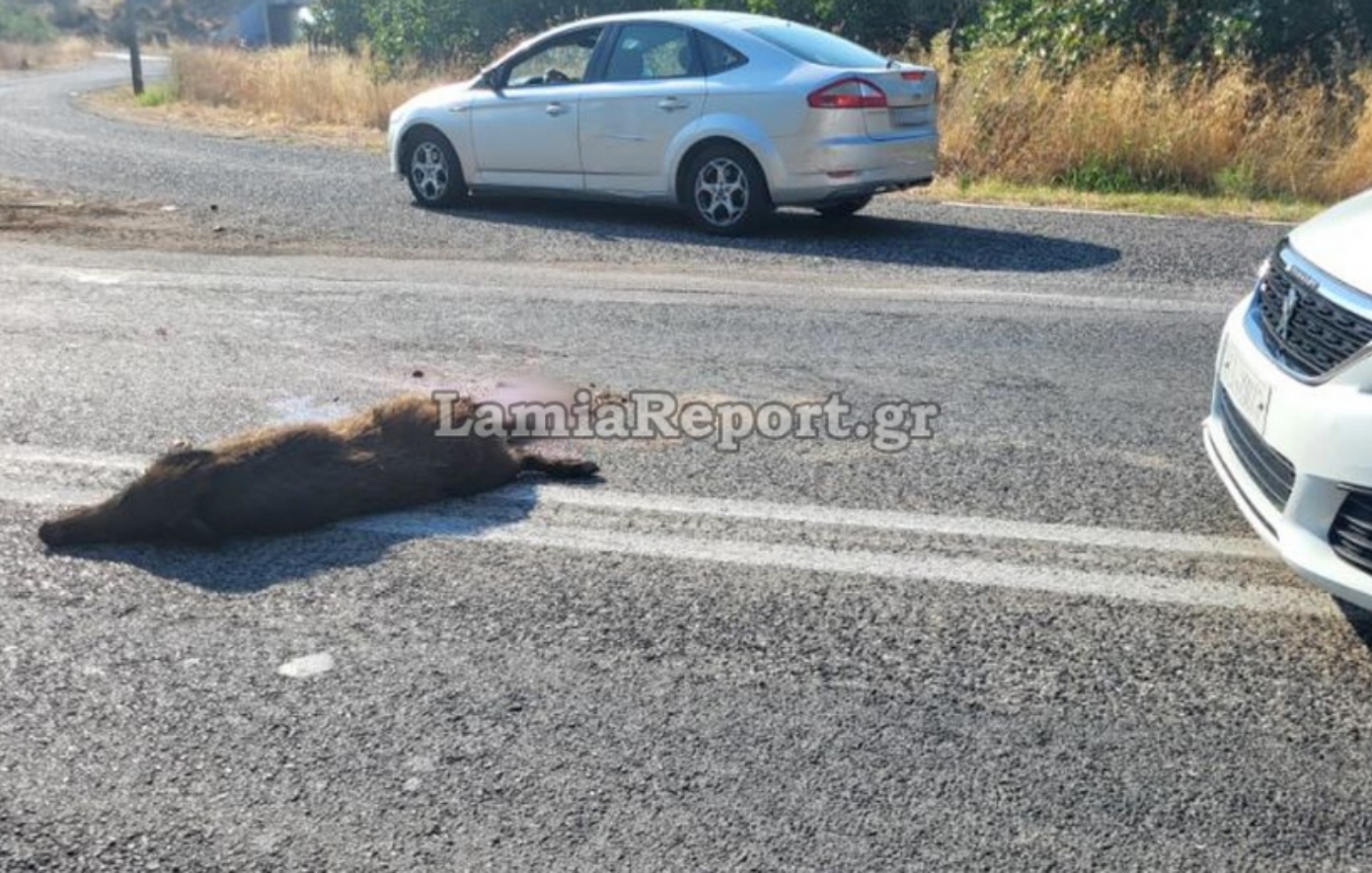 Σύγκρουση με αγριογούρουνο στη Λαμία
