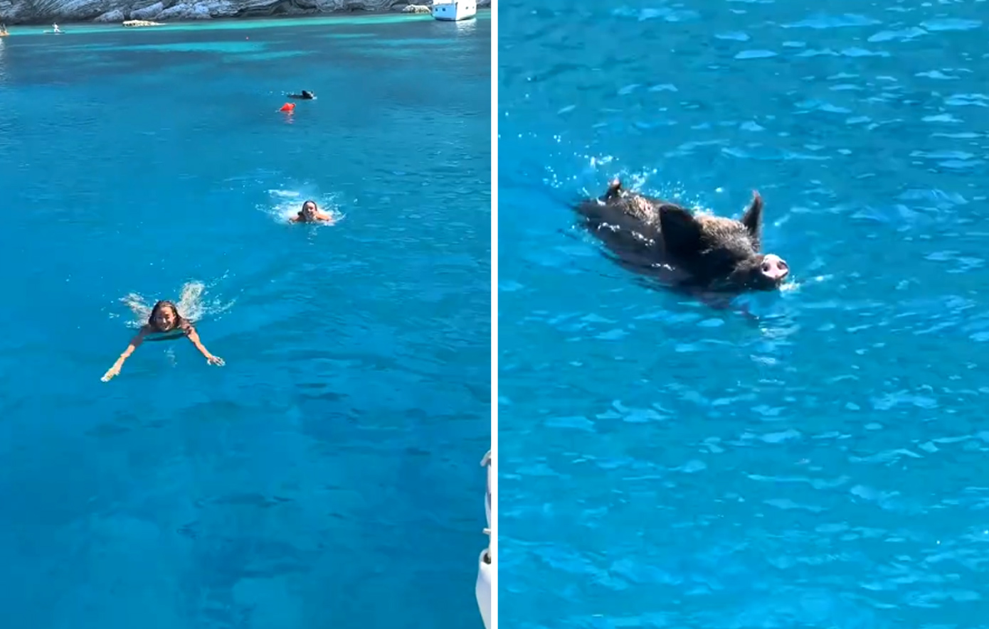 Αγριογούρουνο στην Ιθάκη καταδίωξε δύο τουρίστριες στη θάλασσα – Δείτε το βίντεο