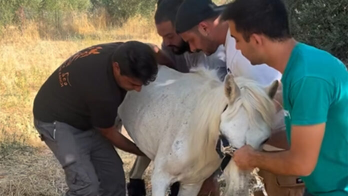 Η συγκλονιστική ιστορία της Μαριάνθης, ενός παρατημένου αλόγου που παλεύει για τη ζωή του – «Ένας ζωντανός σκελετός»
