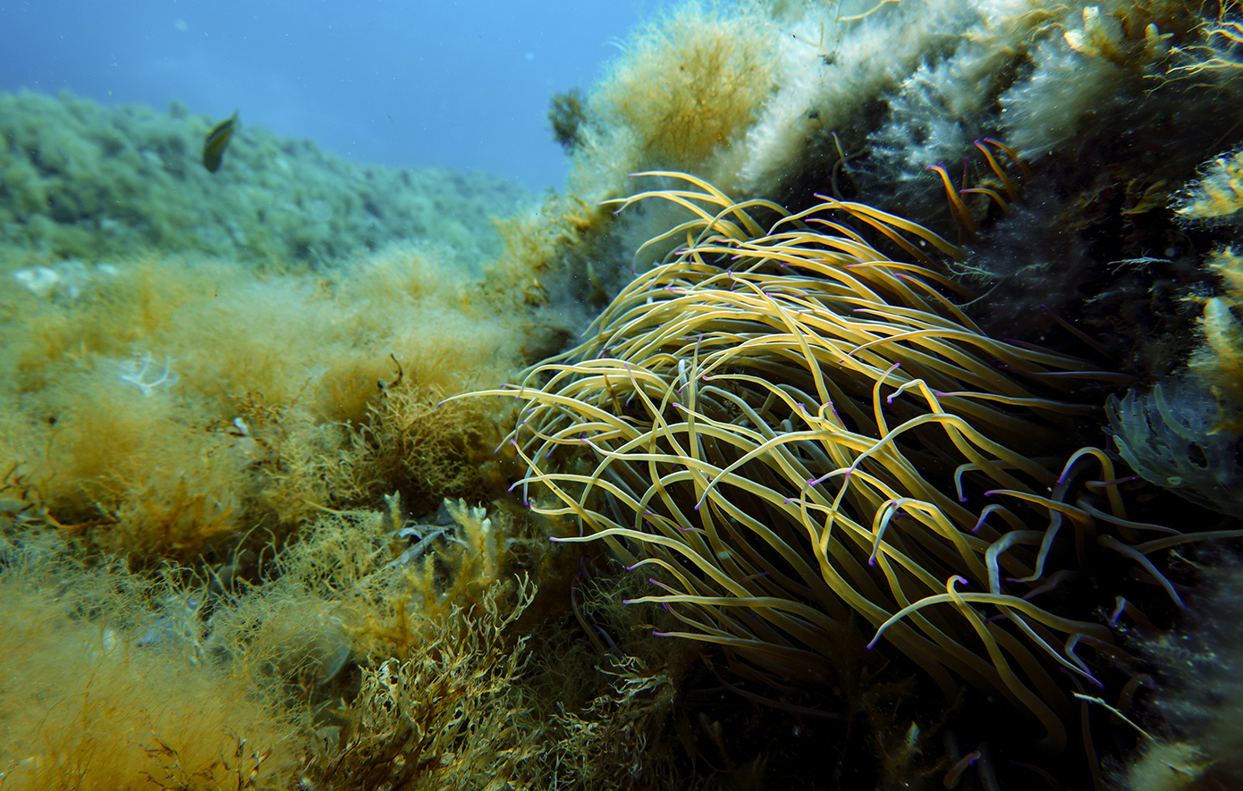 Παιδί στο νοσοκομείο μετά από τσίμπημα θαλάσσιας ανεμώνης στη Σύρο
