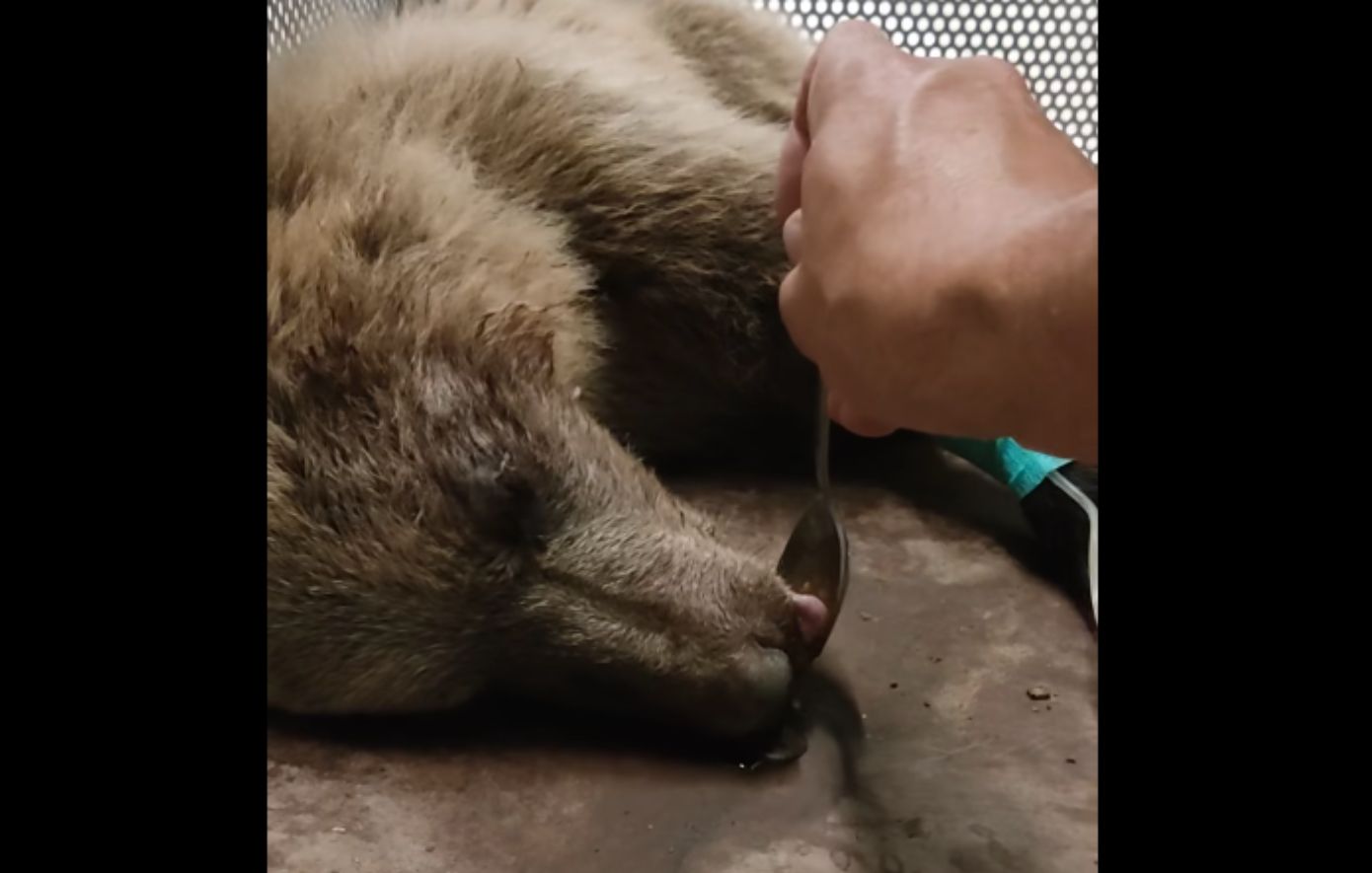 Αρκούδα υπέστη σοβαρό τραυματισμό σε τροχαίο στην Καστοριά – Με συγκρατημένη αισιοδοξία οι φροντιστές του «Αρκτούρου»
