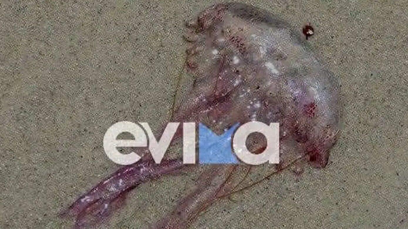 Μωβ μέδουσες κατακλύζουν τις παραλίες της Εύβοιας – Ανησυχία και προβληματισμός στους λουόμενους