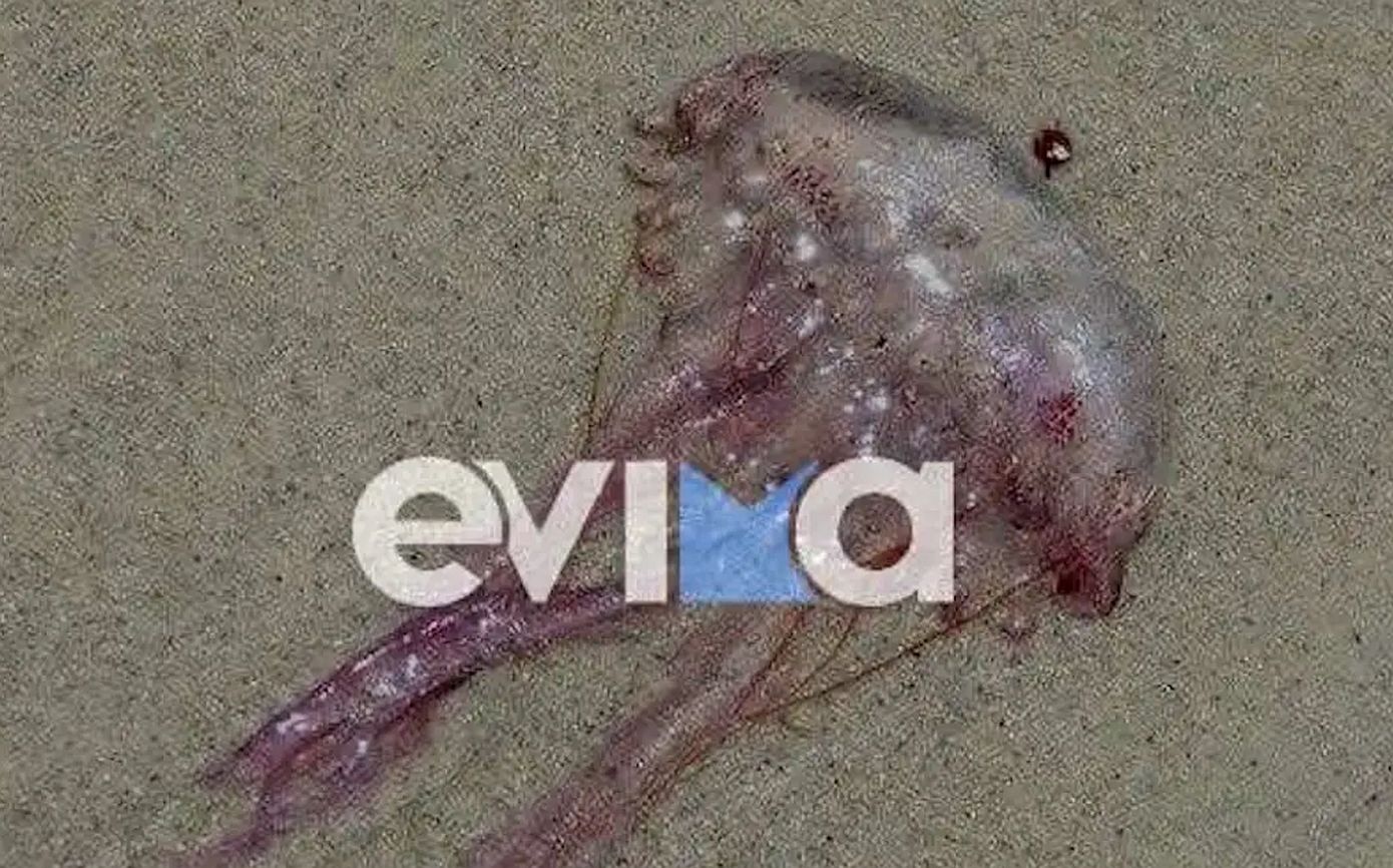 Μωβ μέδουσες κατακλύζουν τις παραλίες της Εύβοιας – Ανησυχία και προβληματισμός στους λουόμενους