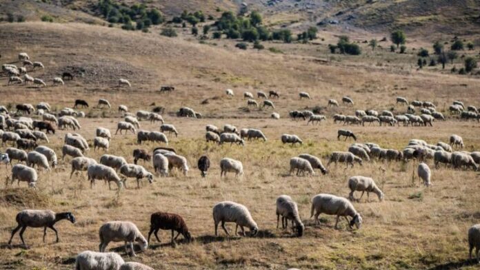 Περιφέρεια Δυτικής Ελλάδας «Αυστηρή εφαρμογή των μέτρων για την ευλογιά των αιγοπροβάτων»