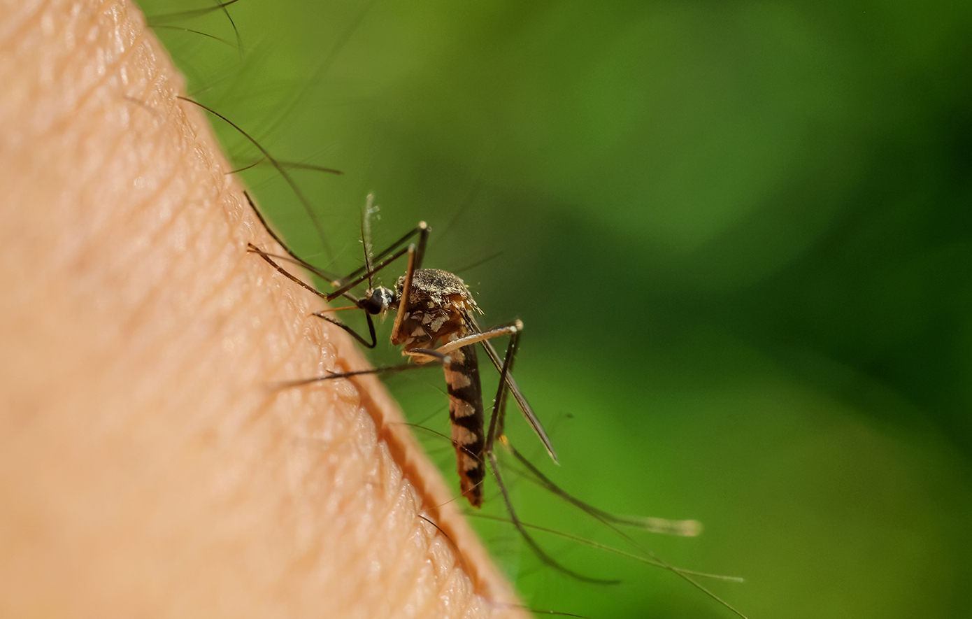 Αυξάνεται η ανησυχία για τον ιό του Δυτικού Νείλου μετά τους δύο θανάτους στη χώρα – Τα κρούσματα θα φτάσουν τα 47 το 2025