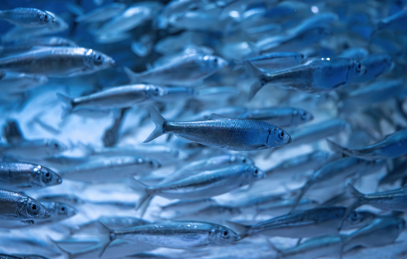 Η σαρδέλα «εξαφανίστηκε» από τον Πατραϊκό Κόλπο