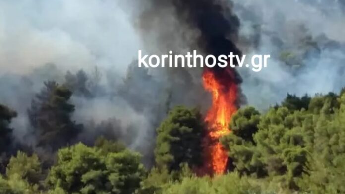 Πυρκαγιά στην Αρχαία Νεμέα Κορινθίας – Επιστρατεύονται 6 αεροπλάνα και 1 ελικόπτερο