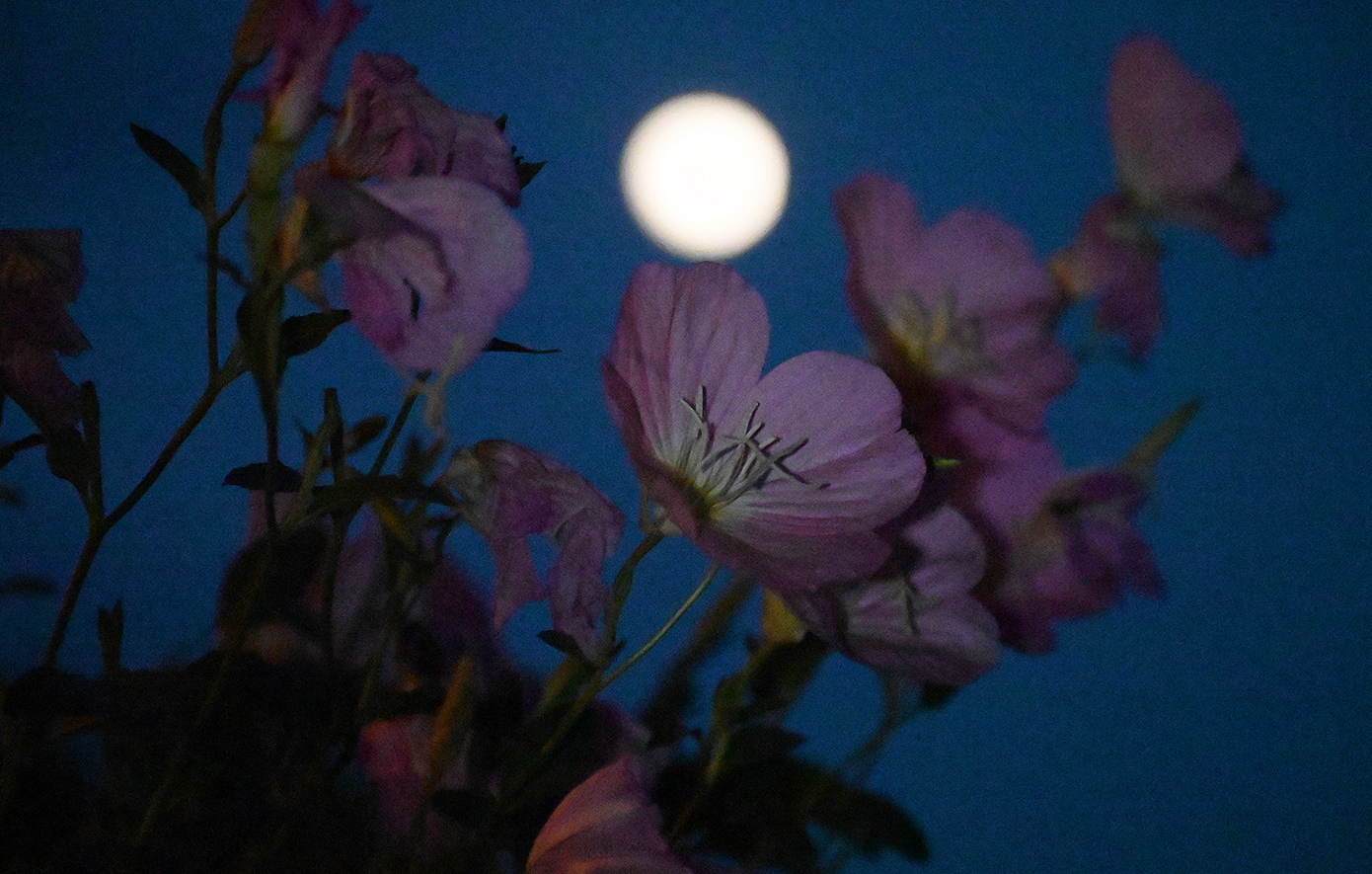 «Πανσέληνος του Οξύρρυγχου»: Τι αποκαλύπτει το πιο μαγευτικό φεγγάρι του καλοκαιριού;