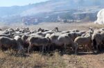 Το υπουργείο Αγροτικής Ανάπτυξης λαμβάνει «αυστηρά μέτρα» για παραβάτες των πρωτοκόλλων ευλογιάς προβάτων