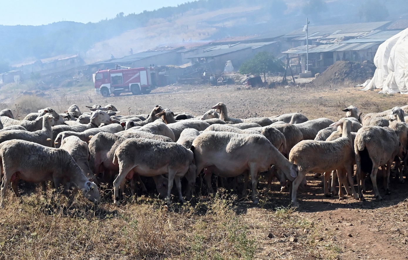 Το υπουργείο Αγροτικής Ανάπτυξης λαμβάνει «αυστηρά μέτρα» για παραβάτες των πρωτοκόλλων ευλογιάς προβάτων