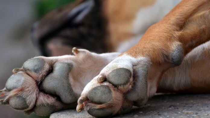 Δύο αδέσποτα σκυλιά δηλητηριάστηκαν στη Νέα Έφεσο Πιερίας – «Δεν υπάρχουν πια λόγια»