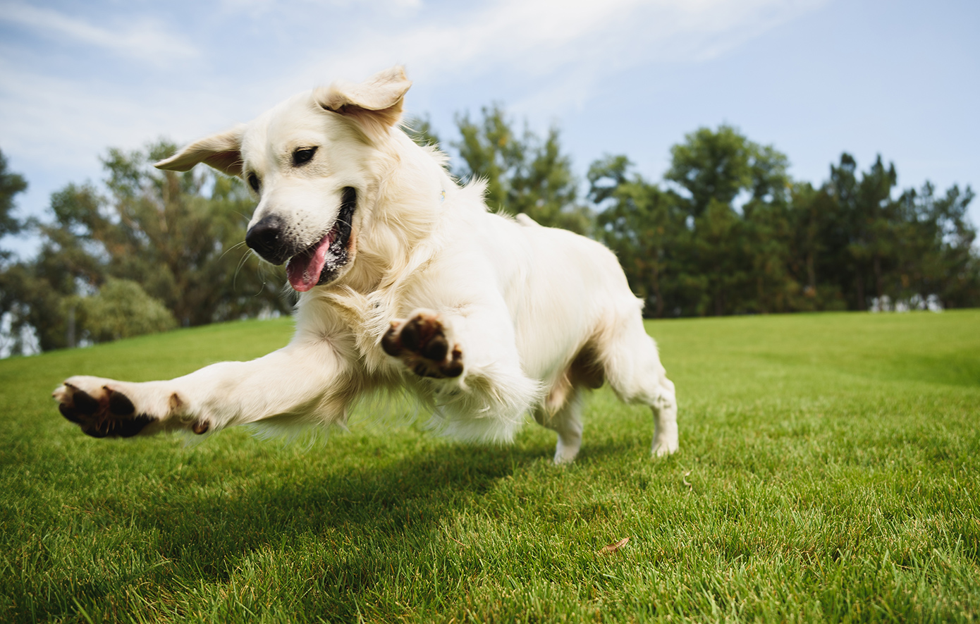 Ξάνθη: Σύλληψη 46χρονου που κατηγορείται ότι σκότωσε σκύλο με κυνηγετικό όπλο