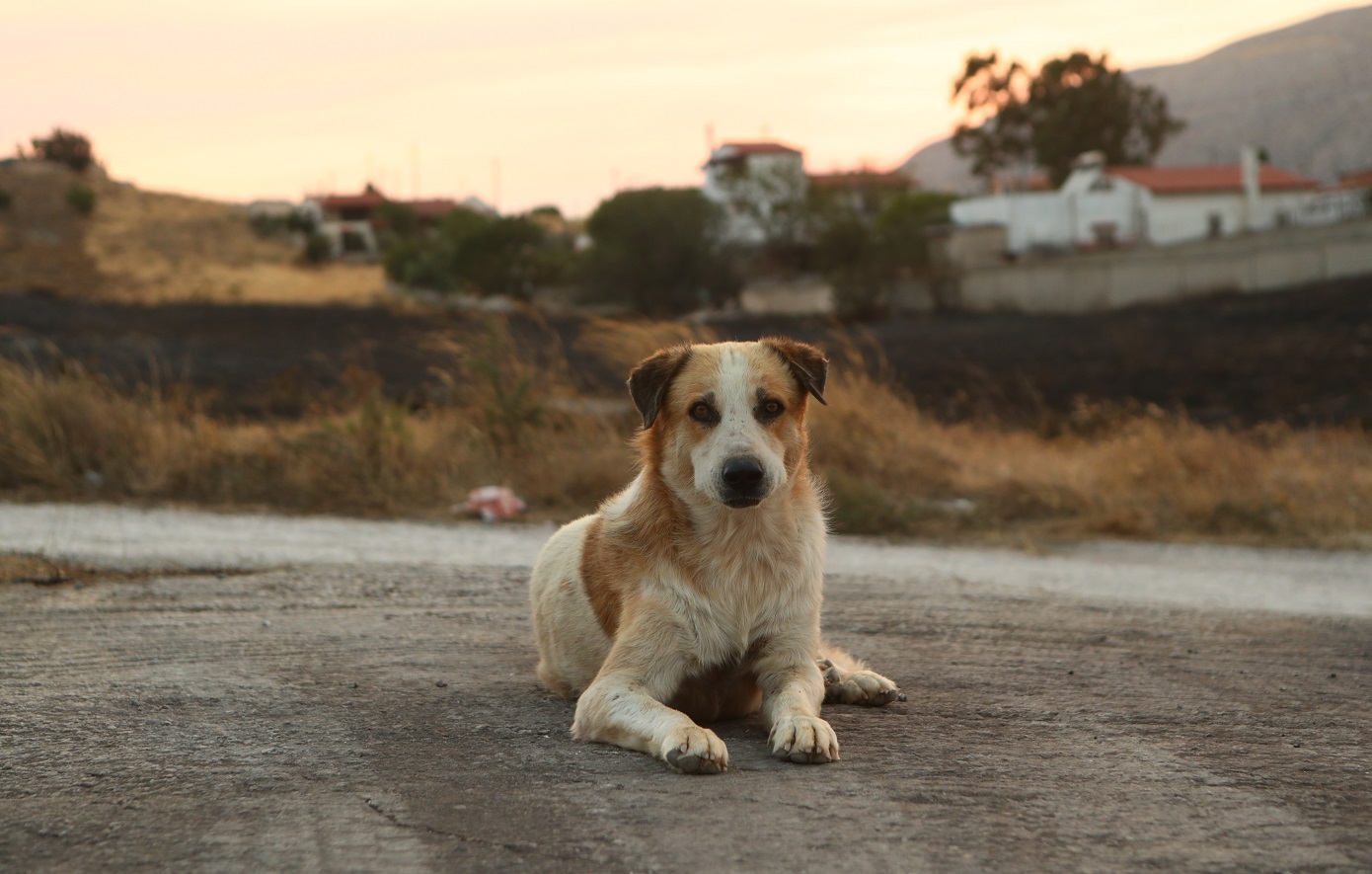 Απαλλάχθηκε 66χρονη για ηλεκτρονικό κολάρο σε σκύλο, ποινική διερεύνηση για τον γιο της – κάτοχο του ζώου