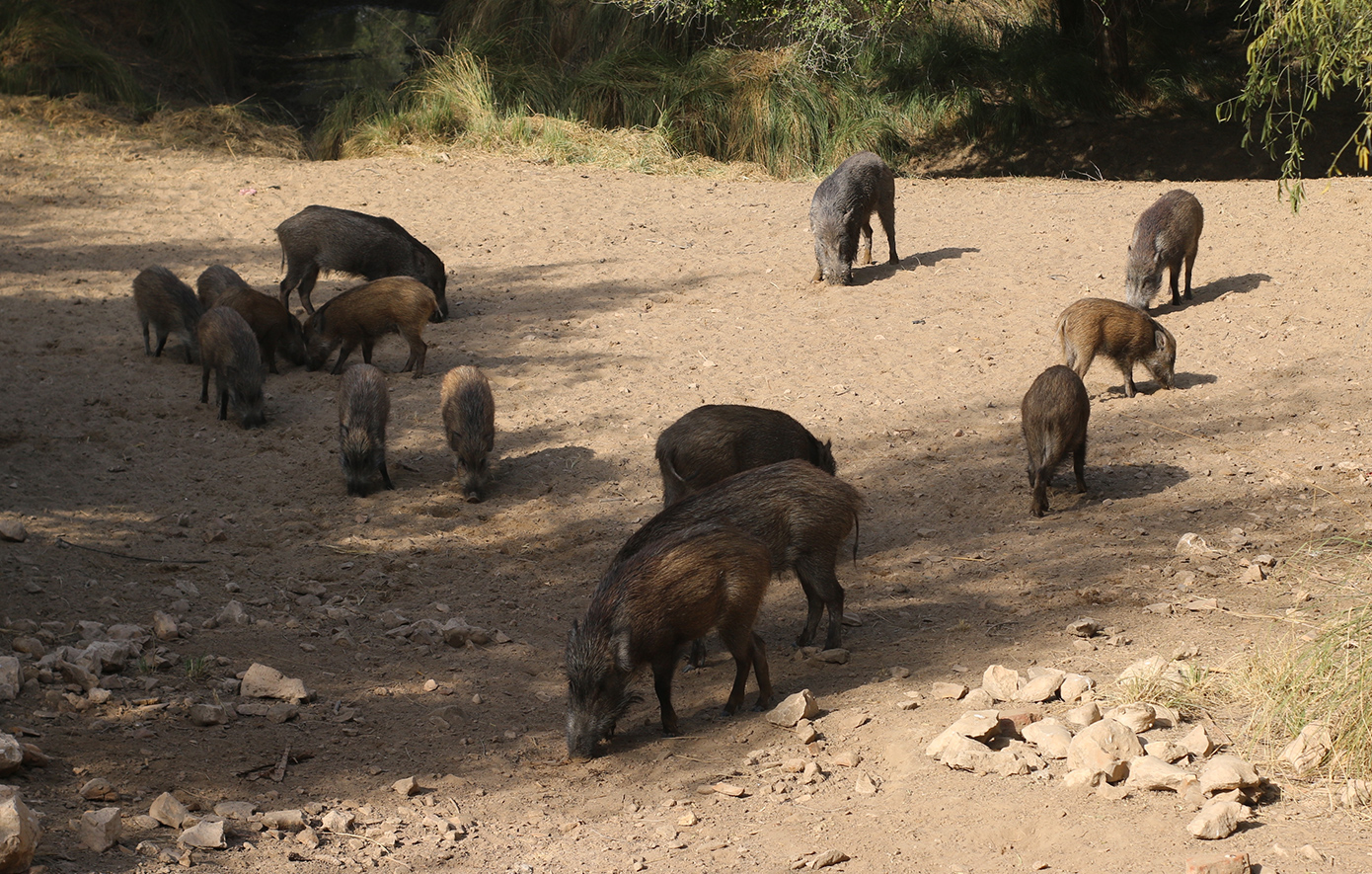 Μοτοσικλετιστής συγκρούστηκε με αγριογούρουνα στα Τρίκαλα – Νοσηλεύεται με κατάγματα