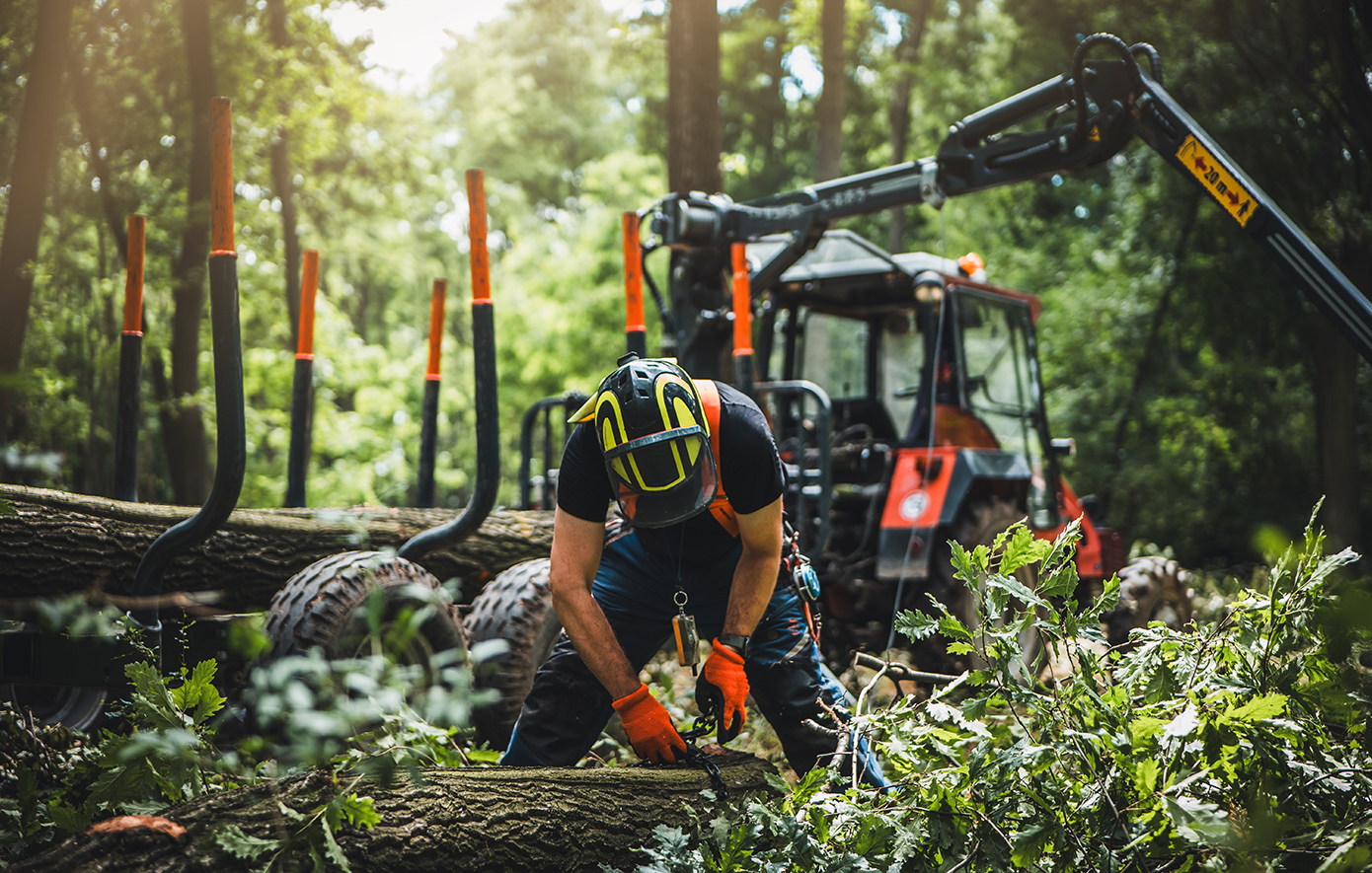 Μέτσοβο: Πήγε να κόψει ξύλα στο δάσος, καταπλακώθηκε από δέντρο και αγωνίζεται για τη ζωή του