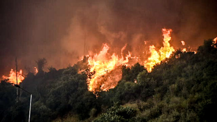 Οι πιο εκτεταμένες δασικές πυρκαγιές στην Ελλάδα το καλοκαίρι του 2025 – Η 5η πιο καταστροφική χρονιά από το 2006