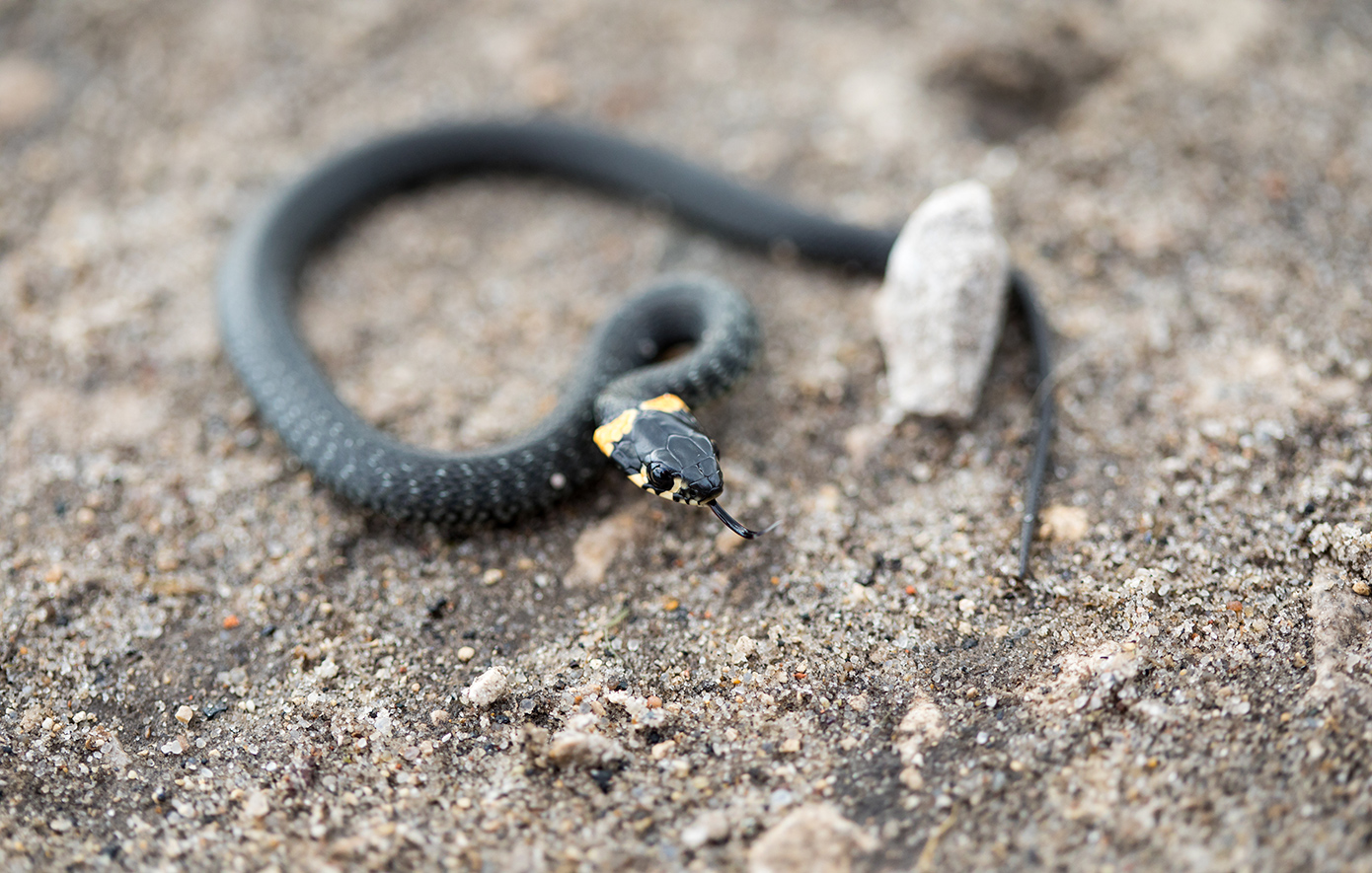 Εύβοια: Φίδι εισέβαλε σε παιδικό δωμάτιο σπιτιού στην Κύμη