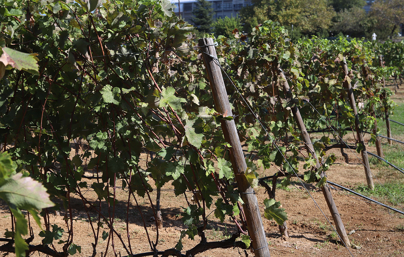 Περιορισμένη και φέτος η παραγωγή οινοποιήσιμων σταφυλιών – Πώς θα κινηθούν οι τιμές