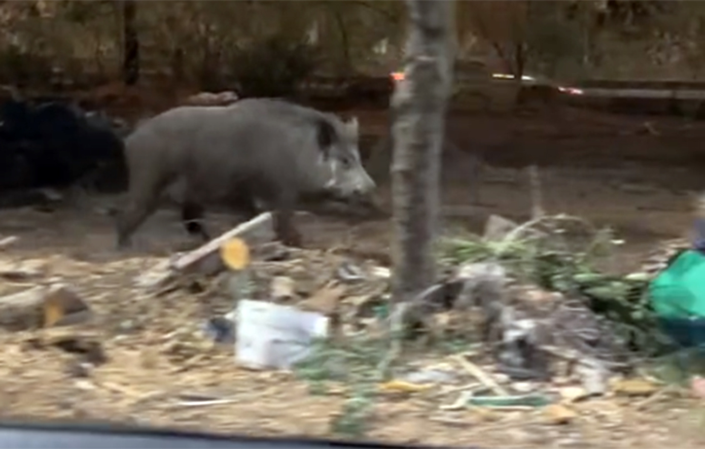 Τεράστιο αγριογούρουνο περιπλανιέται στους δρόμους του Χαϊδαρίου – Ξαφνικά μπροστά σε όχημα