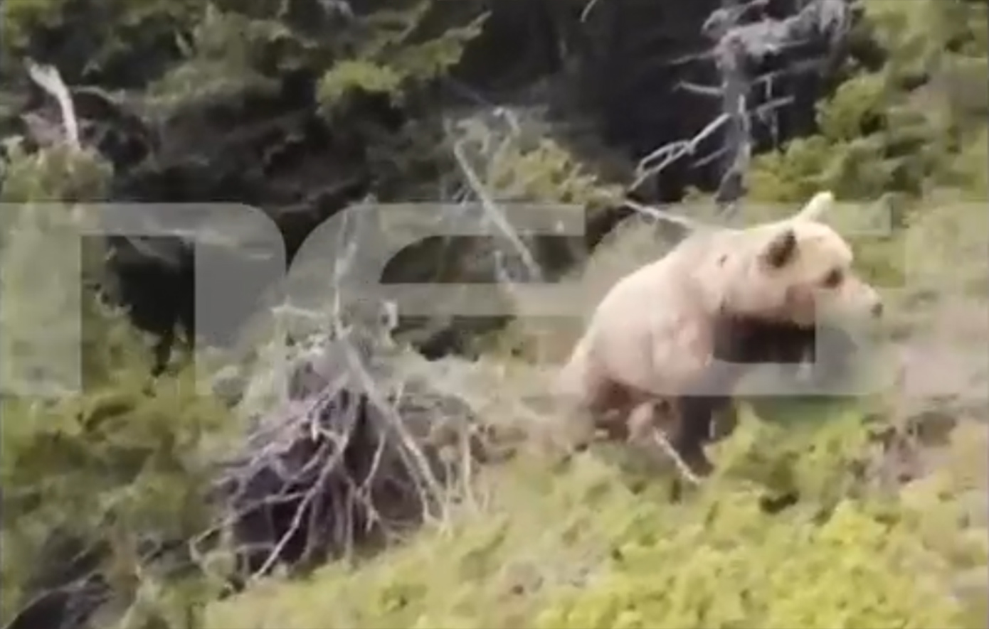 Συγκλονιστικό βίντεο από την επίθεση αρκούδας σε ορειβάτη στη Δράμα – Η δραματική πτώση του στον γκρεμό