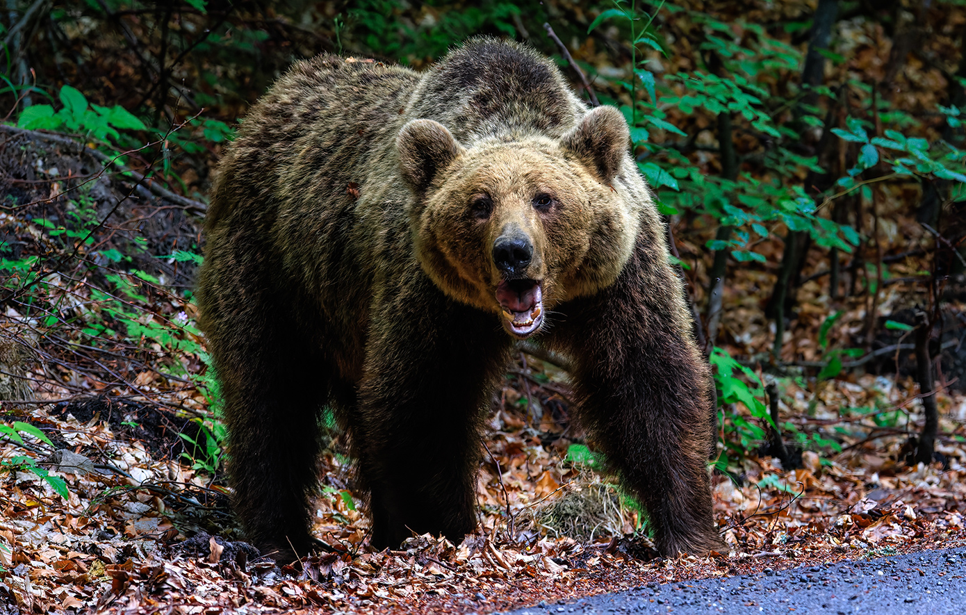 Πανικός στο Νυμφαίο Φλώρινας – Αρκούδα αφάνισε 15 πρόβατα