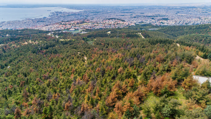 Αφέθηκε ελεύθερος ο άντρας που έσφαξε και έγδαρε αρνί στο Σέιχ Σου για το κουρμπάνι