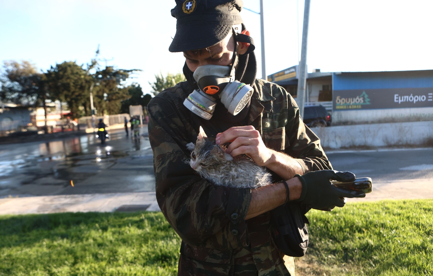 Σώθηκαν δύο γατάκια από πυρκαγιά στο Μενίδι – Δείτε εικόνες