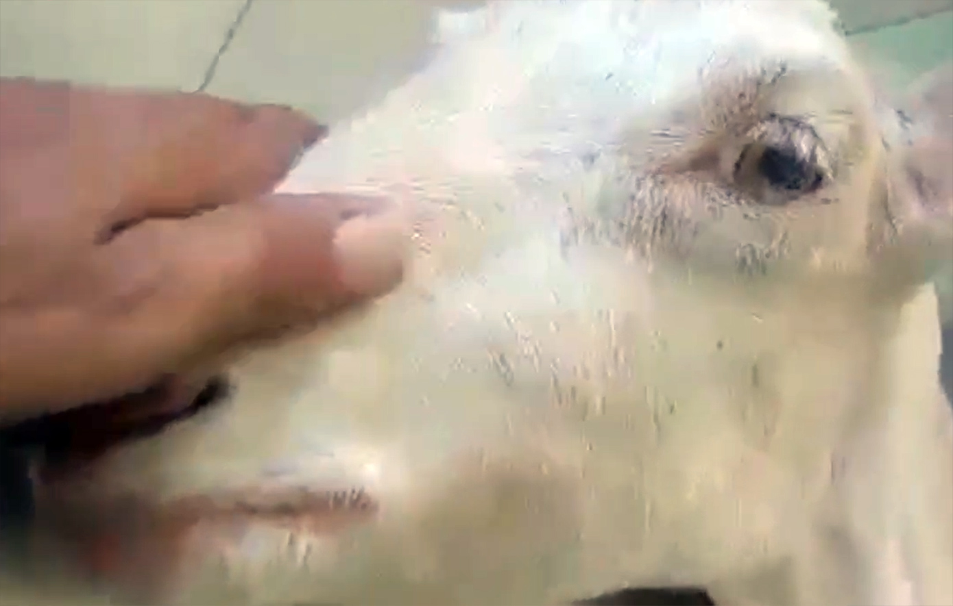 Σοκαριστική κακοποίηση ζώου στην Ηλεία: Εγκατέλειψαν ζωντανή ακρωτηριασμένη κατσίκα στο φράγμα του Αλφειού