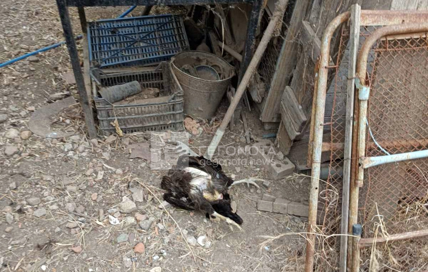 Αδέσποτα σκυλιά με αφρούς στο στόμα «εισέβαλαν» σε φάρμα στα Λεχώνια – Κατασπάραξαν 50 κότες