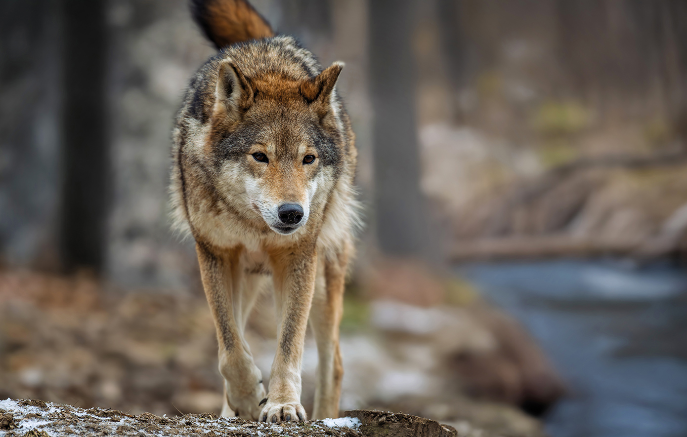 Πανικός στη Χαλκιδική από λύκους – Επίθεση σε γυναίκα που έκανε βόλτα με τον σκύλο της