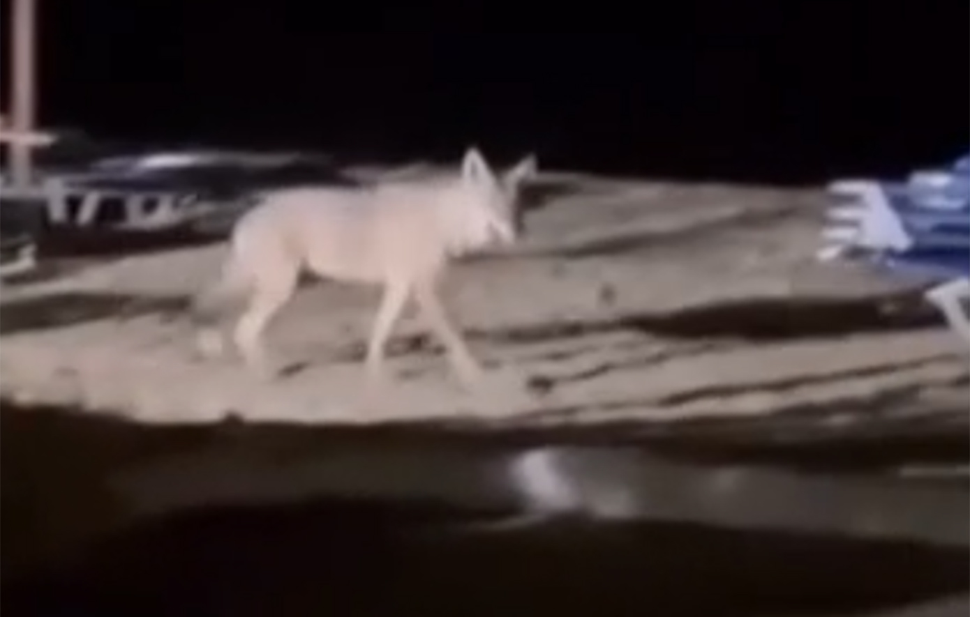 Αγωνία μετά την επίθεση λύκου σε 5χρονη στην παραλία Μαρμαρά Χαλκιδικής – Σχεδιάζονται παγίδες στην περιοχή