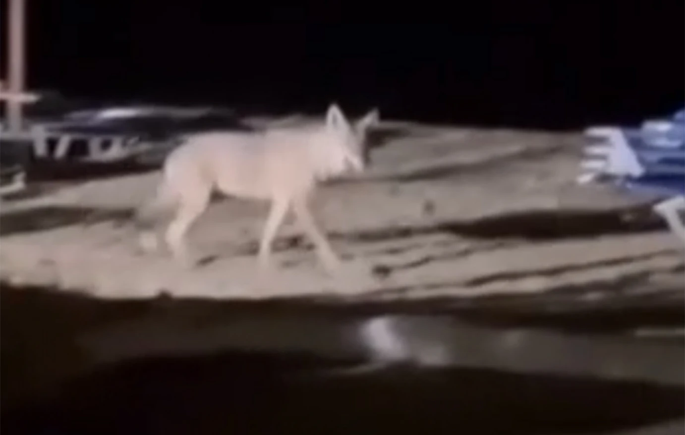 «Άνοιξε τα σαγόνια του και την άρπαξε από τη μέση» – Συγκλονιστική αφήγηση της επίθεσης λύκου σε 5χρονη στη Χαλκιδική