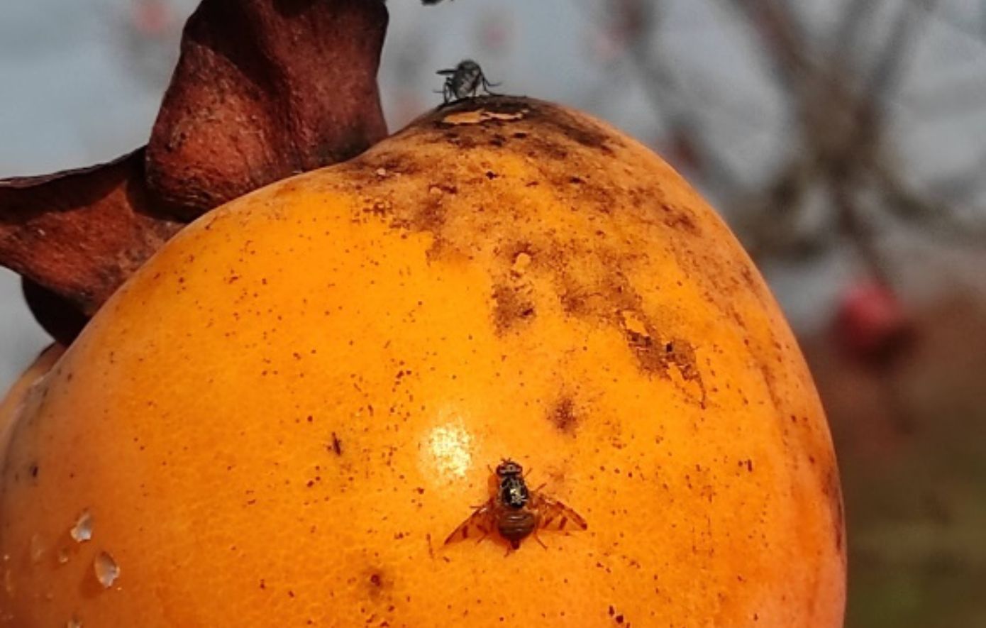 «REACT»: Η φυσική «άμυνα» ενάντια στη «μεσογειακή μύγα των φρούτων» που απειλεί την ευρωπαϊκή αγροτική παραγωγή