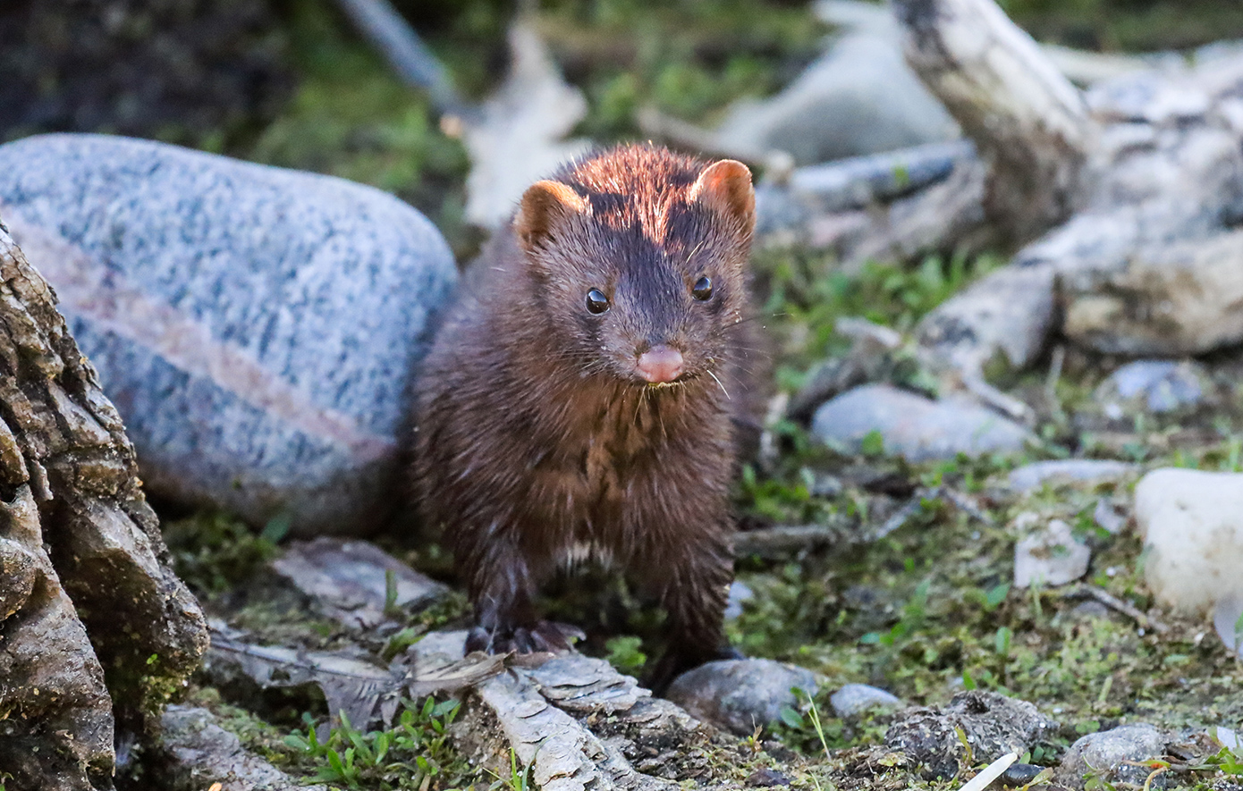 Σοκαριστικό περιστατικό στην Καστοριά: Μινκ επιτέθηκε σε ηλικιωμένη και την τραυματίσε στο χέρι και το μάτι