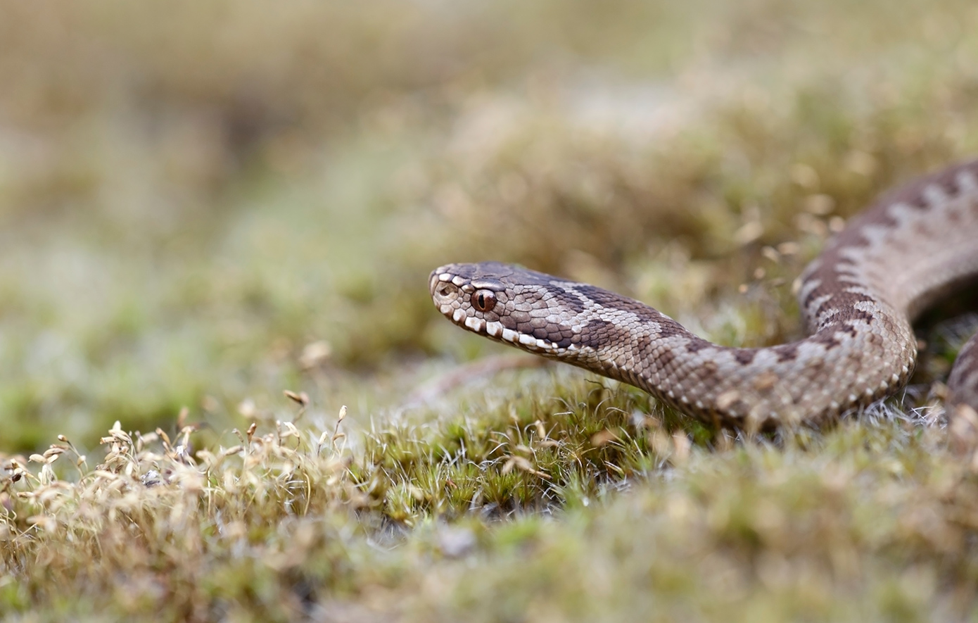 Οχιά επιτέθηκε σε ποδοσφαιριστή την ώρα της προπόνησης στη Λαμία