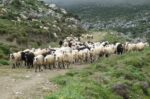 Ξέσπασμα καταρροϊκού πυρετού στον Δήμο Εμμανουήλ Παππά – Άμεσες δράσεις από την ΠΕ Σερρών