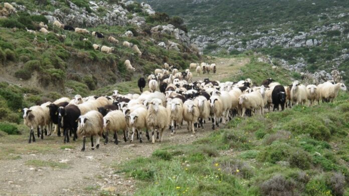Ξέσπασμα καταρροϊκού πυρετού στον Δήμο Εμμανουήλ Παππά – Άμεσες δράσεις από την ΠΕ Σερρών