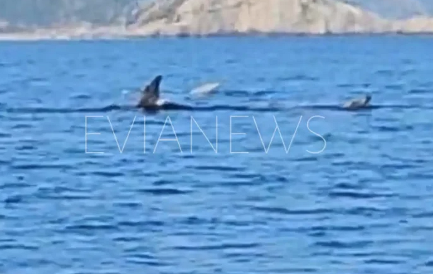 Γιγάντια ψάρια εντοπίστηκαν στην Εύβοια – Δείτε το βίντεο