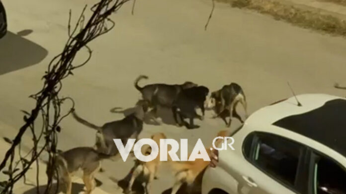 Πανικός στη Θεσσαλονίκη από αγέλη 15 σκύλων – Συγκλονίζει το βίντεο της επίθεσης σε γατάκι