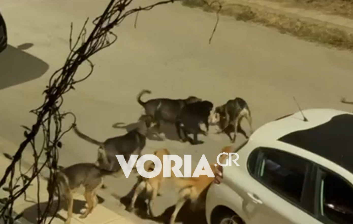 Πανικός στη Θεσσαλονίκη από αγέλη 15 σκύλων – Συγκλονίζει το βίντεο της επίθεσης σε γατάκι