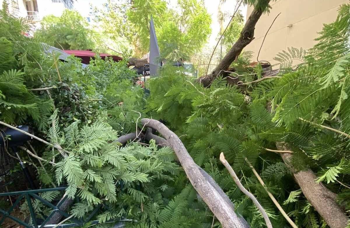 Ο Δήμος Αθηναίων για πτώση δέντρων και προειδοποίηση ισχυρών ανέμων