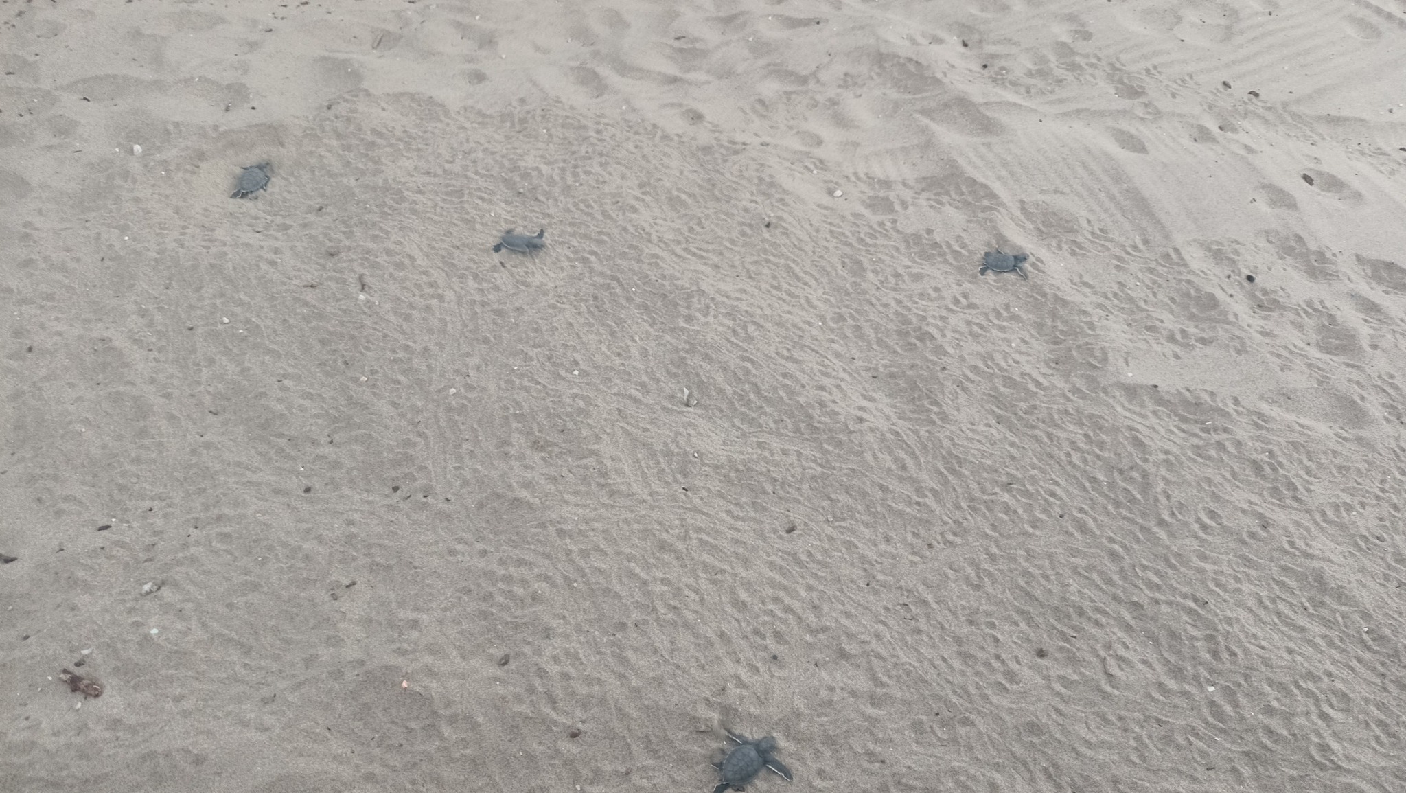 Τα πρώτα πράσινα θαλάσσια χελωνάκια στη Νάξο – Δείτε βίντεο και εικόνες