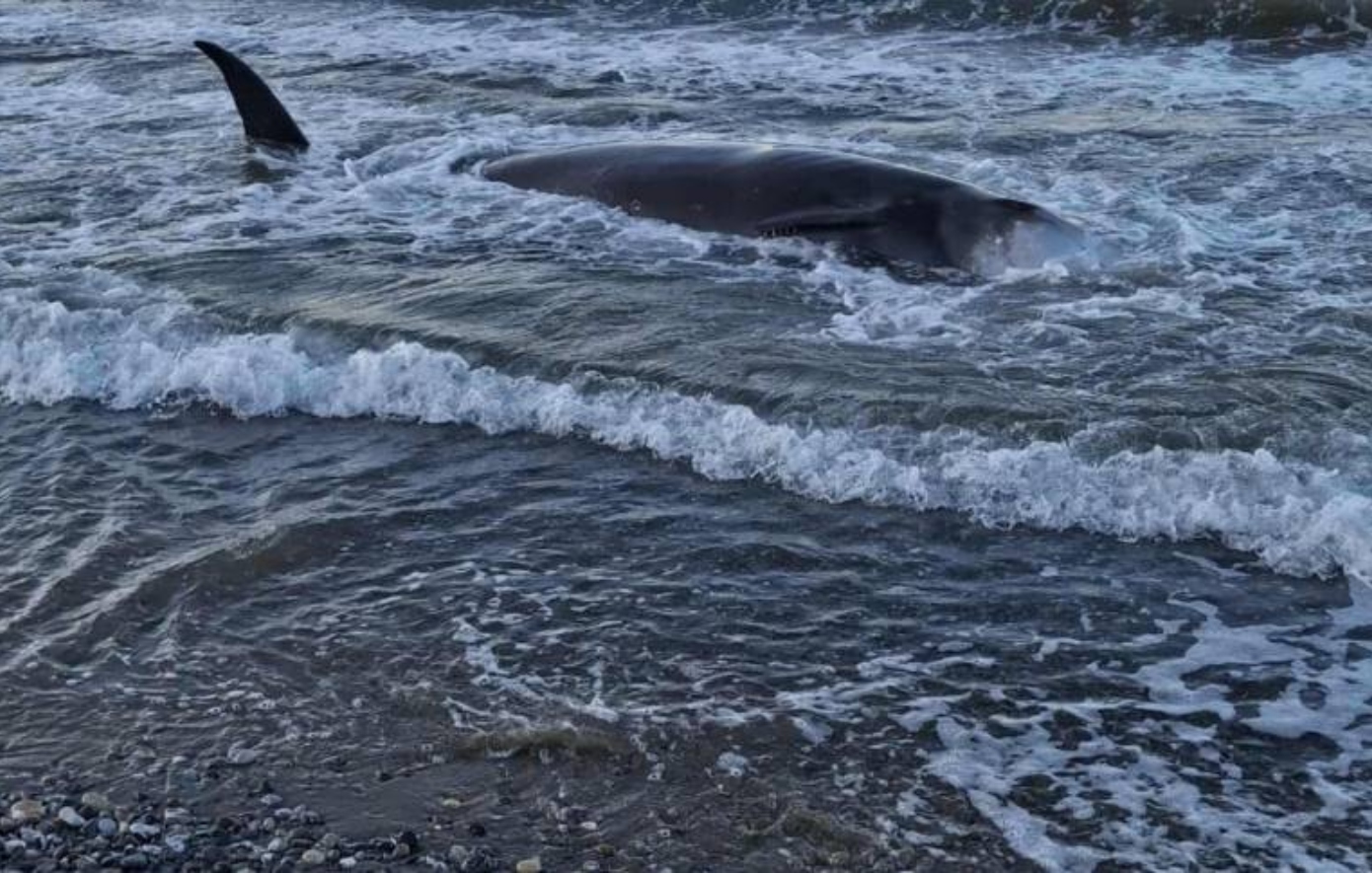 Αγωνία για μαζικό εκβρασμό νεκρών ζιφιών στη νότια Κρήτη – Τα ευφυή κήτη που απειλούνται από σόναρ