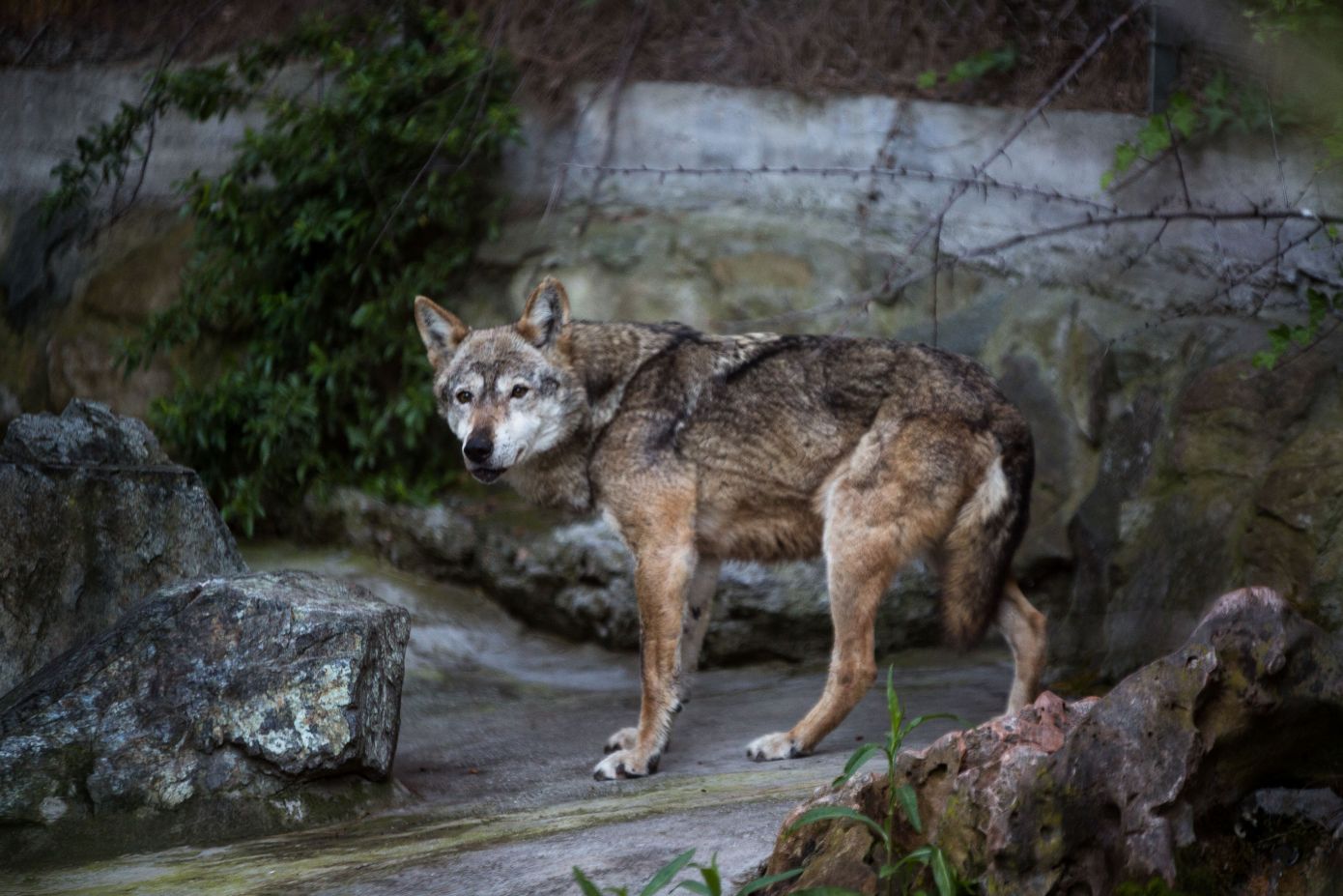 Γιατί τα άγρια ζώα πλησιάζουν σε αστικές περιοχές – Τι λένε οι ειδικοί για την εμφάνιση λύκων στην Ιπποκράτειο Πολιτεία