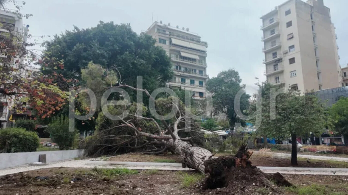 Πανικός στην Πλατεία Όλγας στην Πάτρα: Δέντρο 15 μέτρων κατέρρευσε απρόσμενα σε κεντρική πλατεία