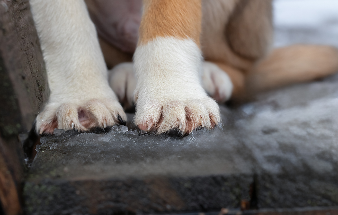Σοκαριστικό περιστατικό στην εθνική οδό Πύργου-Κυπαρισσίας: Σκύλος βρέθηκε με σοβαρή αιμορραγία στον πρωκτό