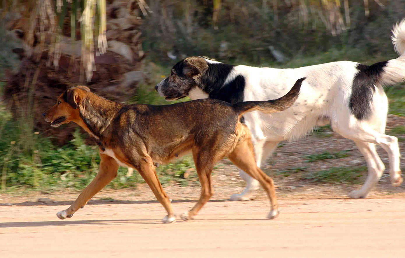 Αδέσποτα σκυλιά επιτίθενται σε 14χρονη στη Θεσσαλονίκη – «Τρόμαξε, άρχισε να ουρλιάζει και να τρέχει» δηλώνει η μητέρα της
