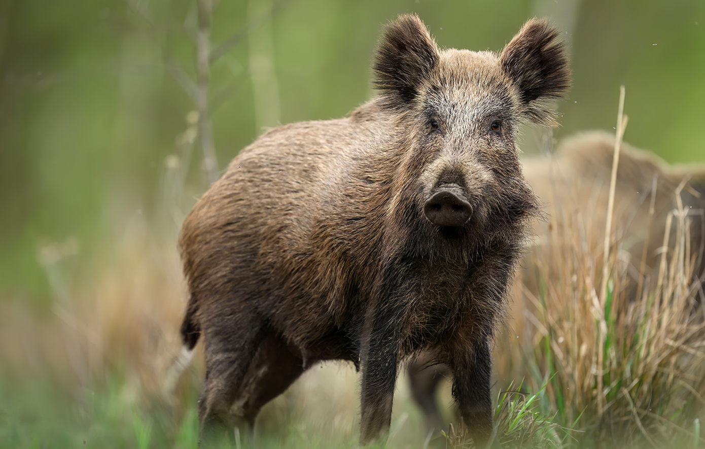 Κυνηγός δέχτηκε επίθεση από αγριογούρουνο στα Γρεβενά – Νοσηλεύεται με 60 ράμματα στην πλάτη