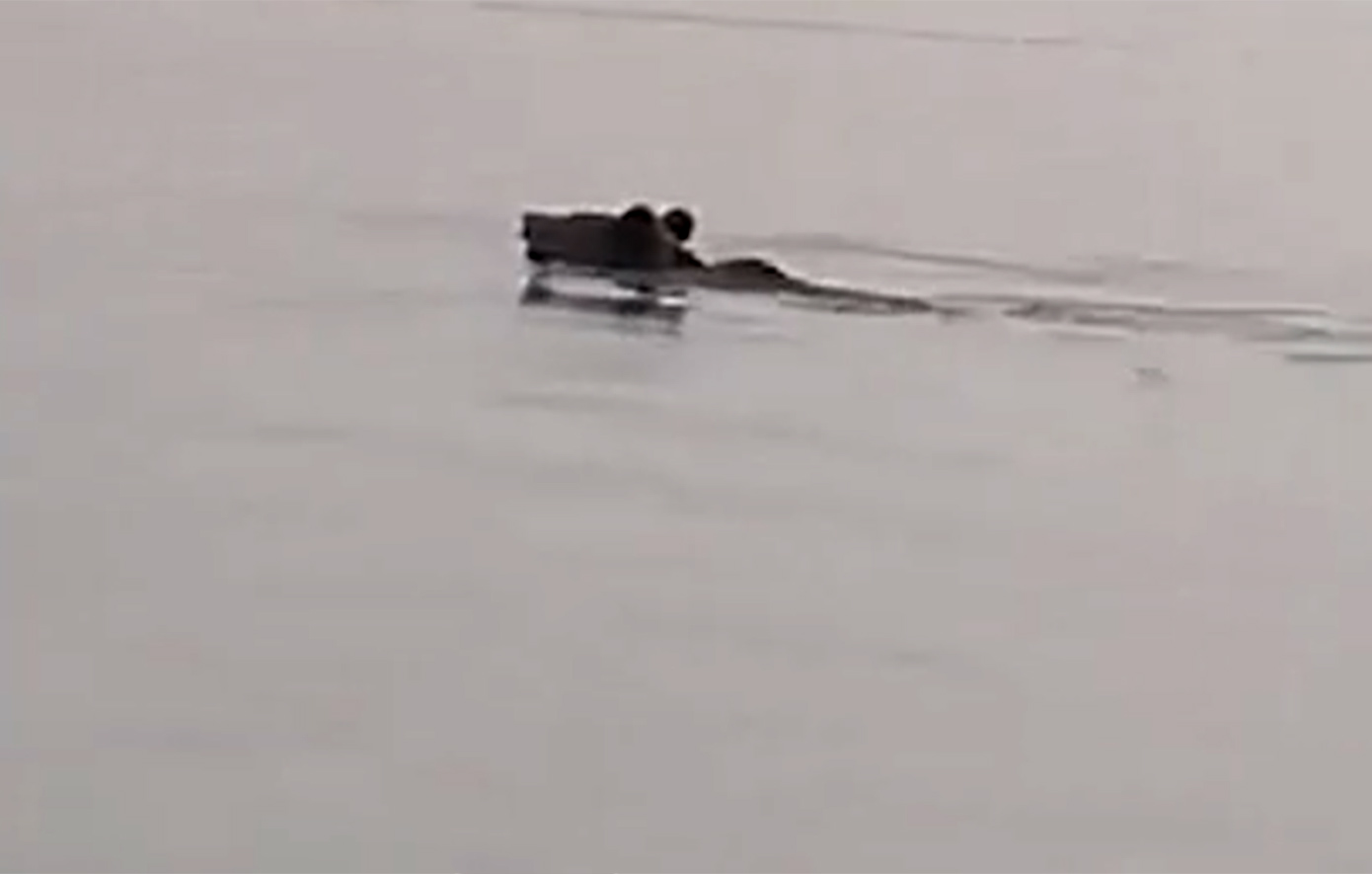 Εκπληκτικό σκηνικό στη λίμνη Πολυφύτου – Αρκούδα κολύμπησε 2,5 χιλιόμετρα