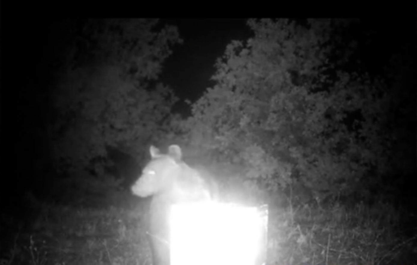 Αρκούδα επιτέθηκε σε κυψέλη και κατανάλωσε το μέλι – Δείτε βίντεο από τη Φθιώτιδα